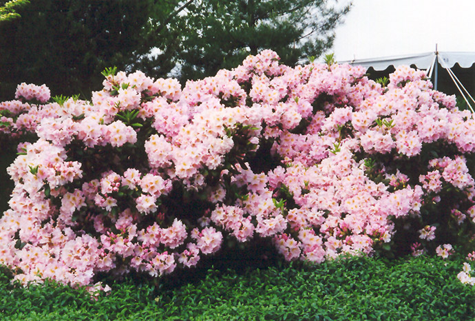 English Roseum Rhododendron (Rhododendron catawbiense 'English Roseum') at Heritage Farm & Garden