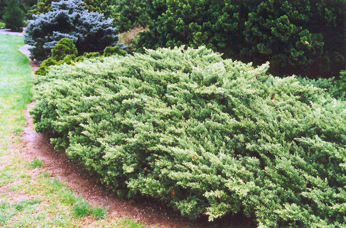 Expansa Parsonii Juniper (Juniperus squamata 'Expansa Parsonii') at Heritage Farm & Garden