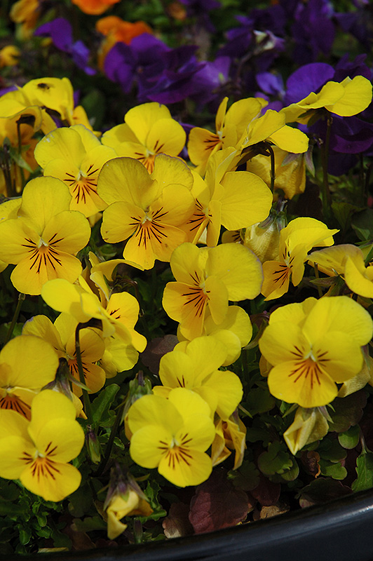 Penny Yellow Pansy (Viola cornuta 'Penny Yellow') at Heritage Farm & Garden