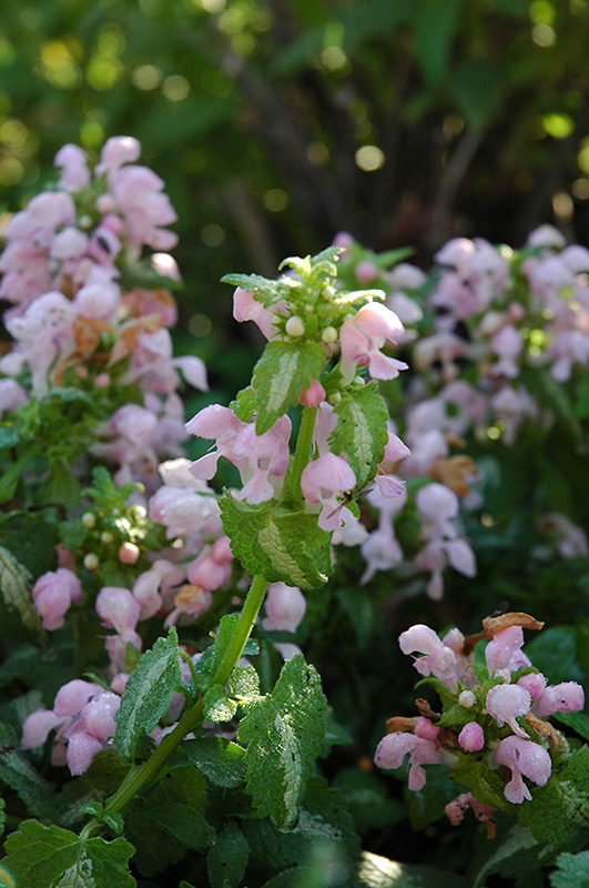 Shell Pink Spotted Dead Nettle (Lamium maculatum 'Shell Pink') at Heritage Farm & Garden