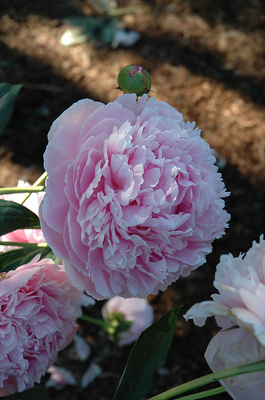 Shirley Temple Peony (Paeonia 'Shirley Temple') at Heritage Farm & Garden