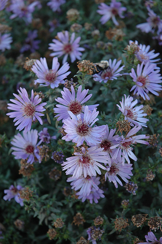 Woods Blue Aster (Aster 'Woods Blue') at Heritage Farm & Garden
