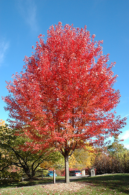 Autumn Blaze Maple (Acer x freemanii 'Jeffersred') at Heritage Farm & Garden