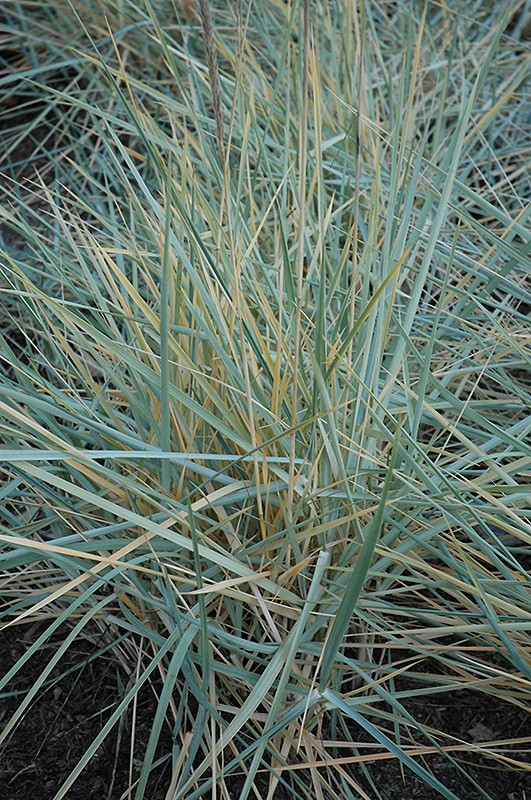 Blue Dune Lyme Grass (Leymus arenarius 'Blue Dune') at Heritage Farm & Garden