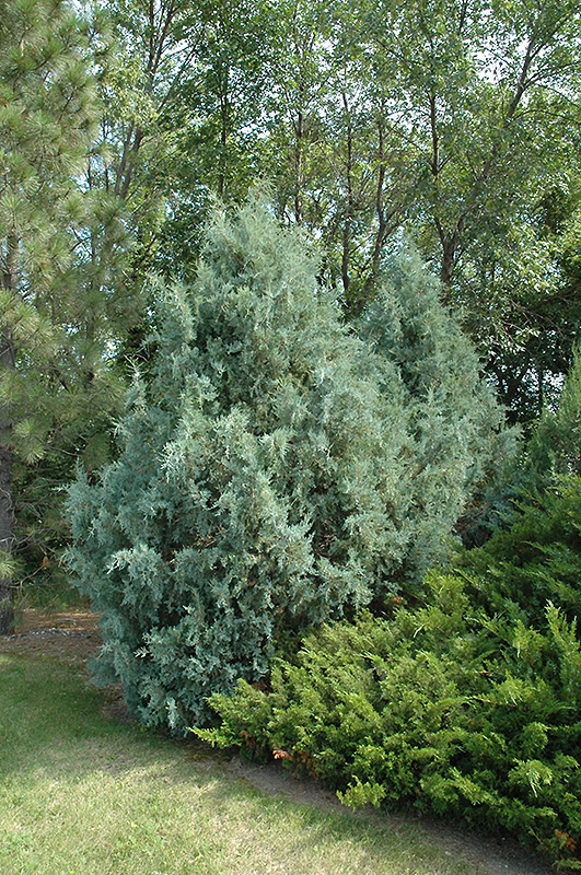 Wichita Blue Juniper (Juniperus scopulorum 'Wichita Blue') at Heritage Farm & Garden