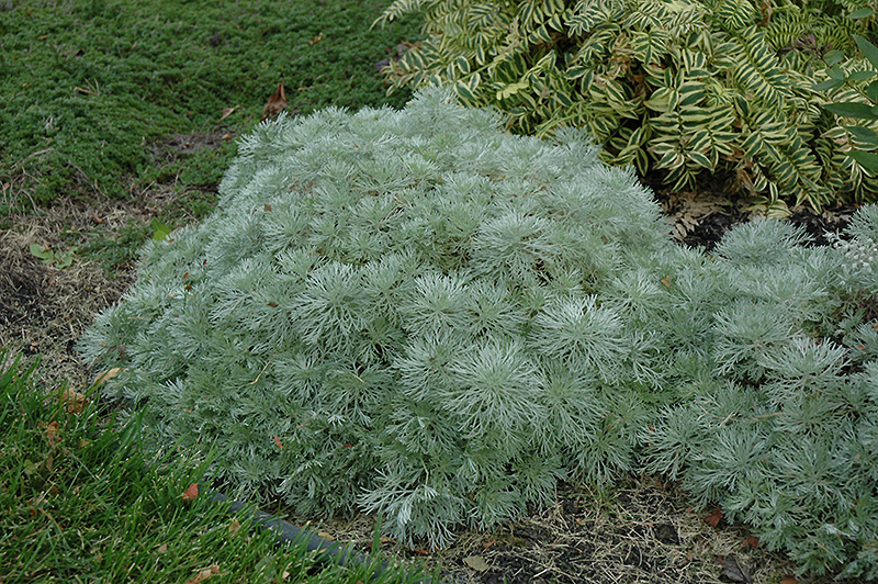 Silver Mound Artemesia (Artemisia schmidtiana 'Silver Mound') at Heritage Farm & Garden