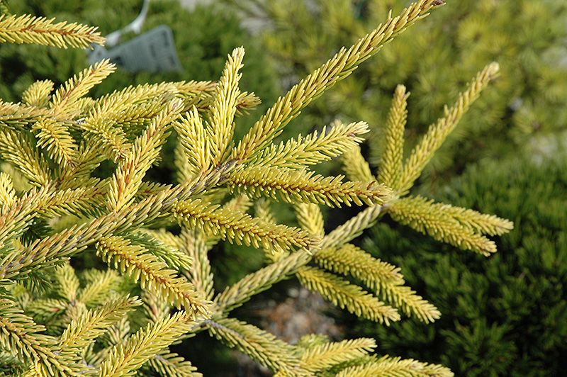Skylands Golden Spruce (Picea orientalis 'Skylands') at Heritage Farm & Garden