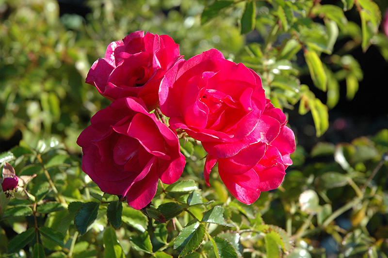 Flower Carpet Pink Rose (Rosa 'Flower Carpet Pink') at Heritage Farm & Garden