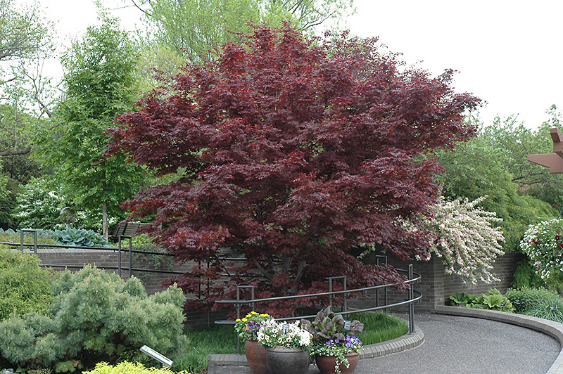 Bloodgood Japanese Maple (Acer palmatum 'Bloodgood') at Heritage Farm & Garden