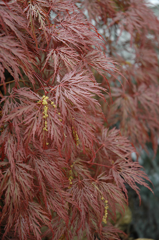 Inaba Shidare Cutleaf Japanese Maple (Acer palmatum 'Inaba Shidare') at Heritage Farm & Garden