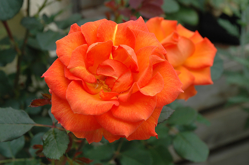Gingersnap Rose (Rosa 'Gingersnap') at Heritage Farm & Garden