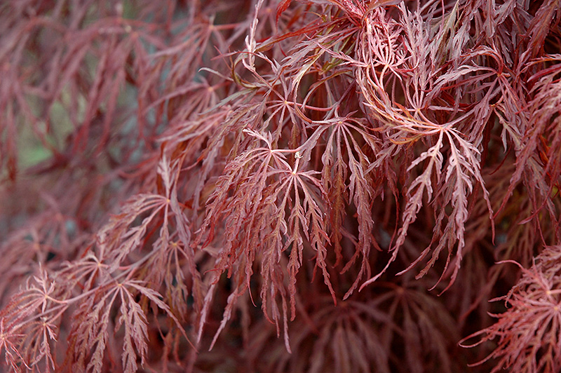 Crimson Queen Japanese Maple (Acer palmatum 'Crimson Queen') at Heritage Farm & Garden