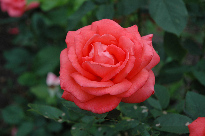 Tropicana Rose (Rosa 'Tropicana') at Heritage Farm & Garden