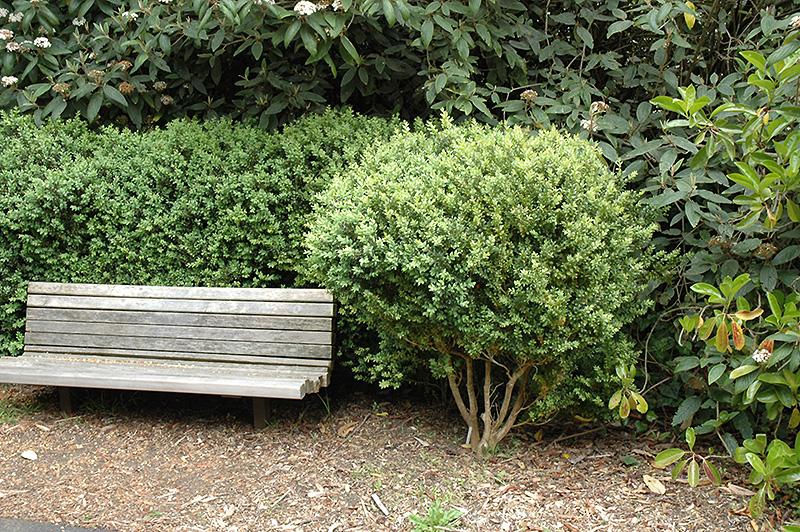 Common Boxwood (Buxus sempervirens) at Heritage Farm & Garden