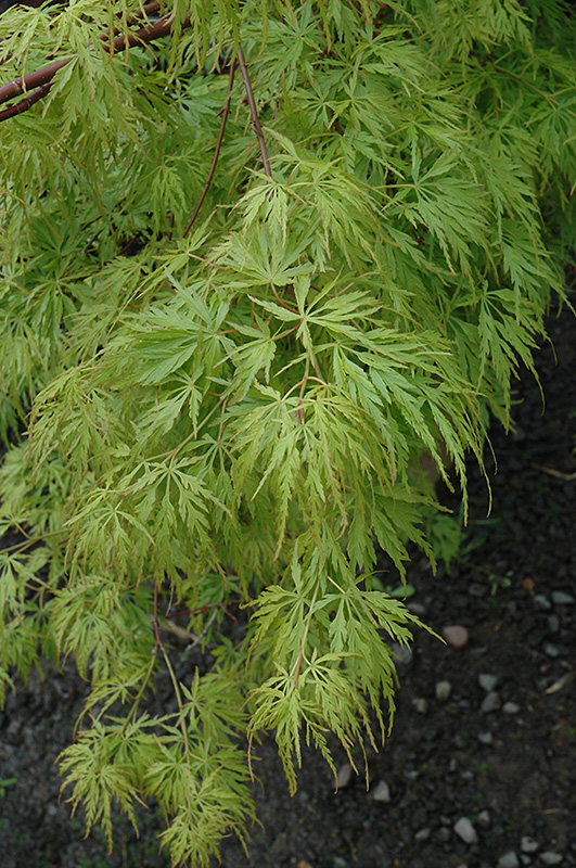 Seiryu Japanese Maple (Acer palmatum 'Seiryu') at Heritage Farm & Garden