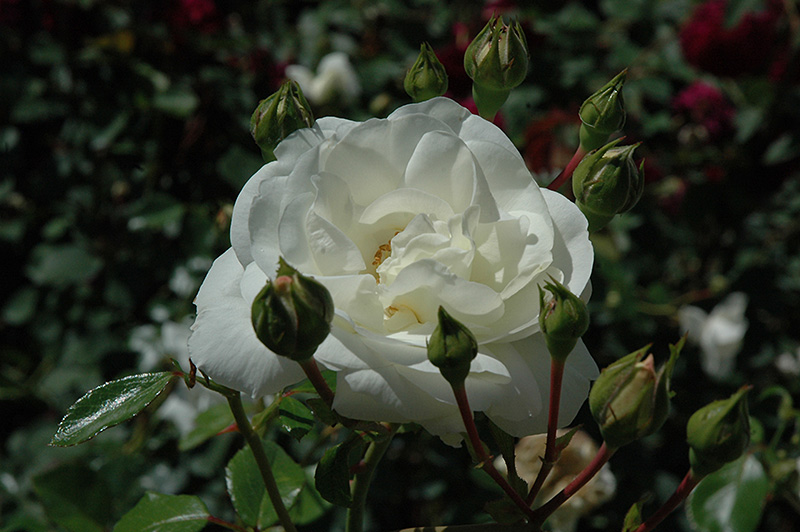 White Dawn Rose (Rosa 'White Dawn') at Heritage Farm & Garden