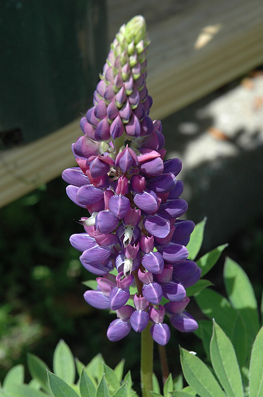 Gallery Blue Lupine (Lupinus 'Gallery Blue') at Heritage Farm & Garden