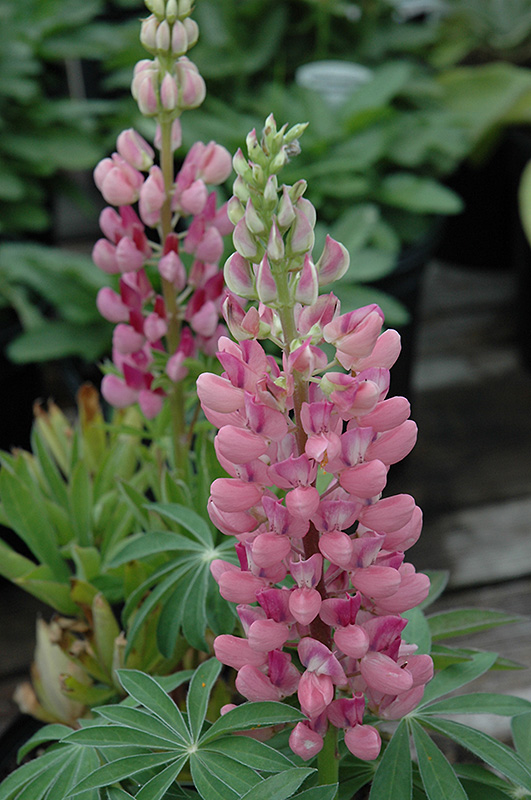 Gallery Pink Lupine (Lupinus 'Gallery Pink') at Heritage Farm & Garden