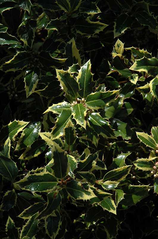 Gold Coast English Holly (Ilex aquifolium 'Monvila') at Heritage Farm & Garden