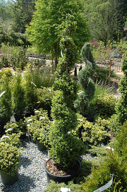 Common Boxwood (spiral) (Buxus sempervirens '(spiral)') at Heritage Farm & Garden