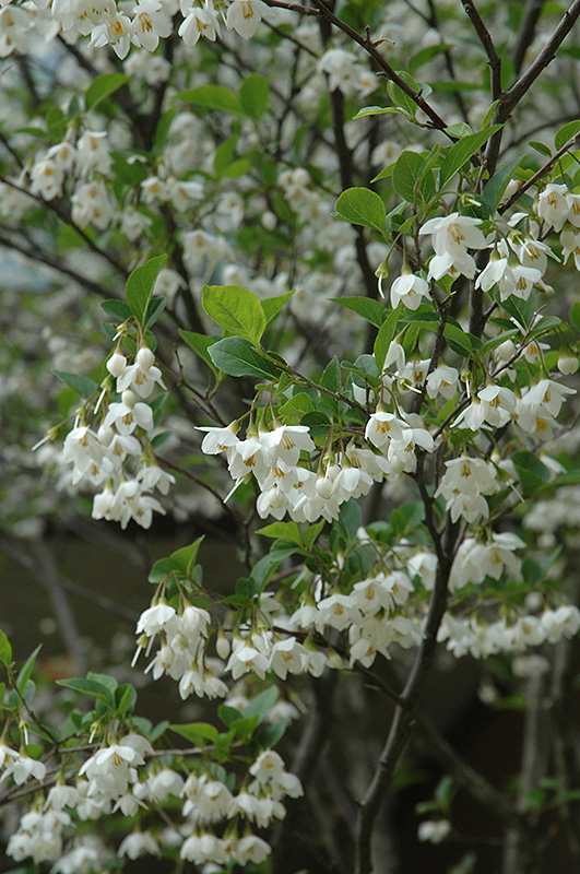Japanese Snowbell (Styrax japonicus) at Heritage Farm & Garden