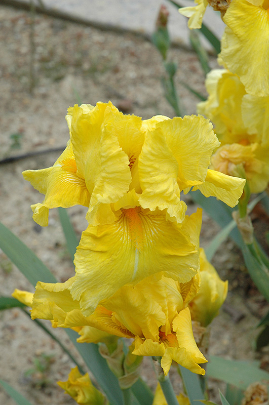 Pleasant Peasant Iris (Iris 'Pleasant Peasant') at Heritage Farm & Garden