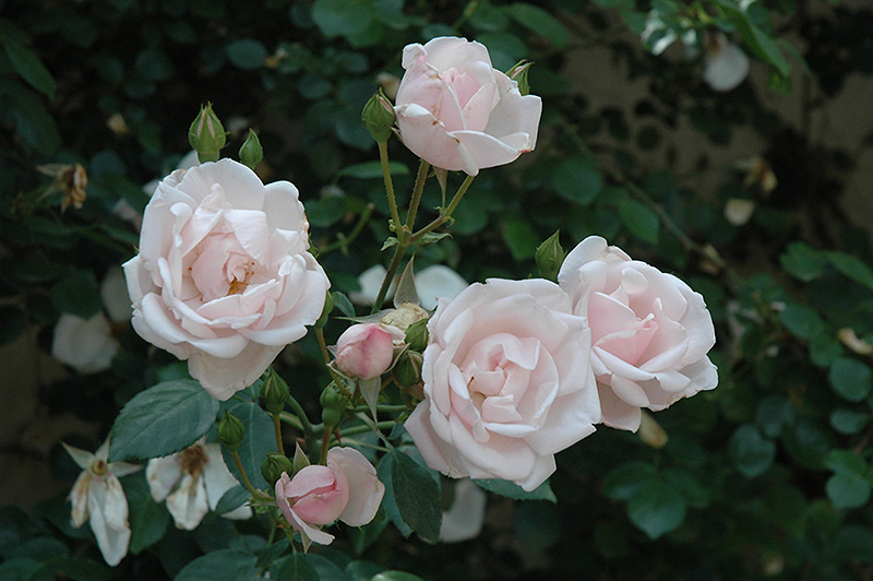 New Dawn Rose (Rosa 'New Dawn') at Heritage Farm & Garden