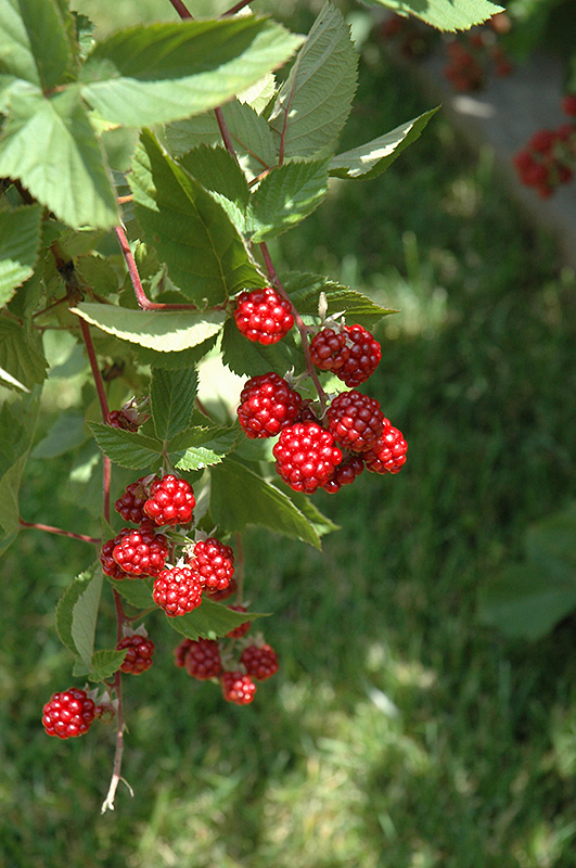 Heritage Raspberry (Rubus 'Heritage') at Heritage Farm & Garden