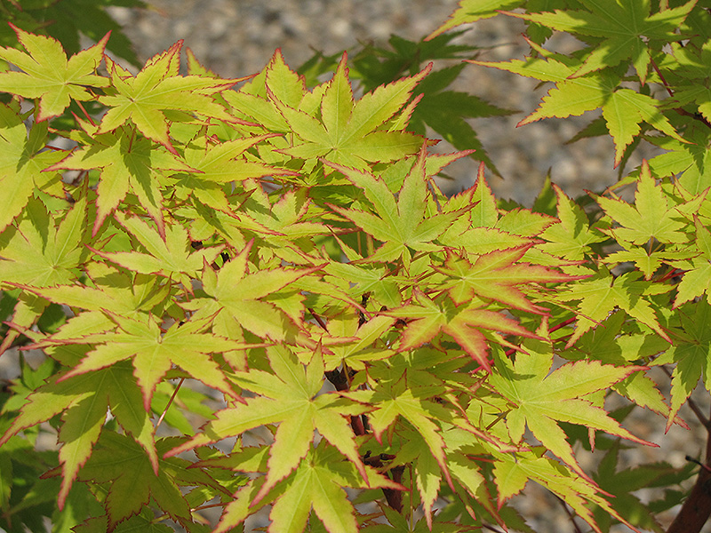Coral Bark Japanese Maple (Acer palmatum 'Sango Kaku') at Heritage Farm & Garden