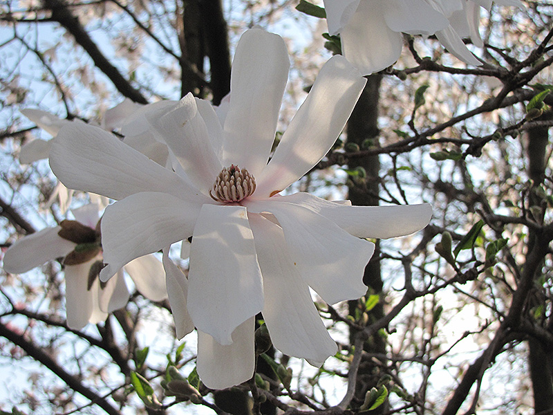 Waterlily Magnolia (Magnolia stellata 'Waterlily') at Heritage Farm & Garden