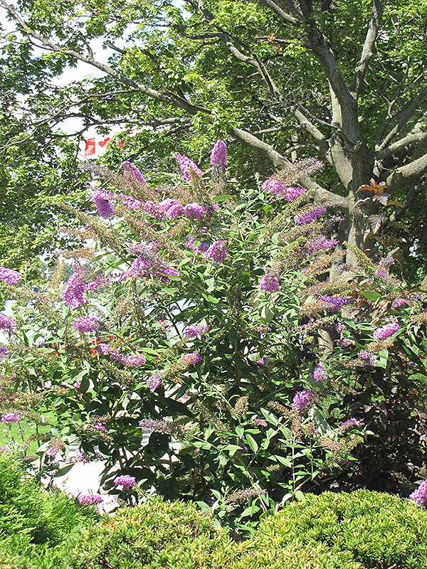 Pink Delight Butterfly Bush (Buddleia davidii 'Pink Delight') at Heritage Farm & Garden