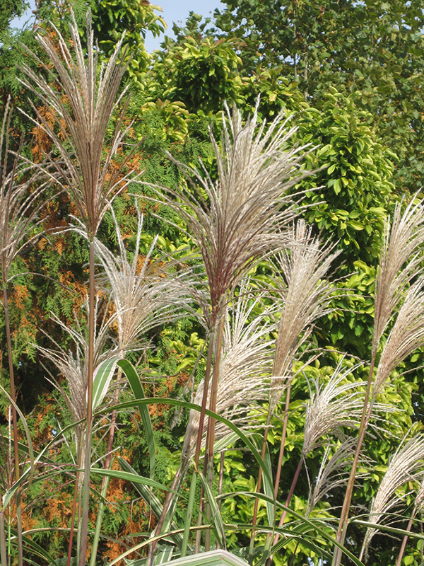 Variegated Silver Grass (Miscanthus sinensis 'Variegatus') at Heritage Farm & Garden