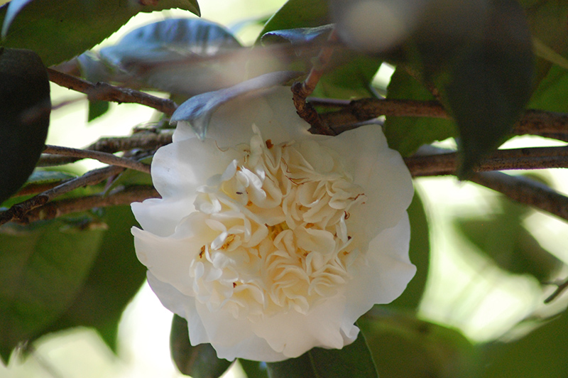 Snow Chan Camellia (Camellia japonica 'Snow Chan') at Heritage Farm & Garden