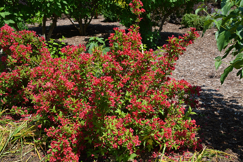 Sonic Bloom Red Reblooming Weigela (Weigela florida 'Verweig 6') at Heritage Farm & Garden