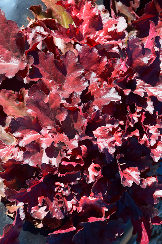 Forever Red Coral Bells (Heuchera 'Forever Red') at Heritage Farm & Garden
