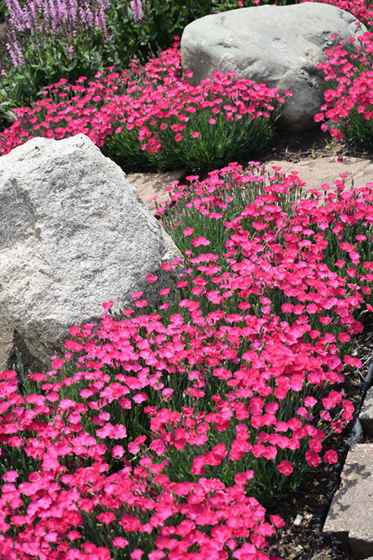 Paint The Town Magenta Pinks (Dianthus 'Paint The Town Magenta') at Heritage Farm & Garden