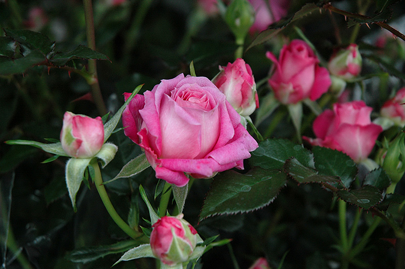 Candy Sunblaze Rose (Rosa 'Meidanclar') at Heritage Farm & Garden