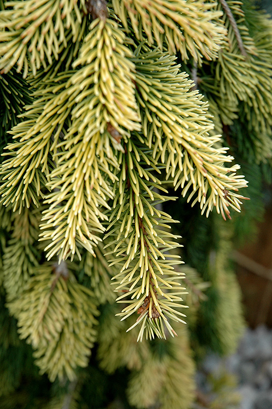 Gold Drift Norway Spruce (Picea abies 'Gold Drift') at Heritage Farm & Garden