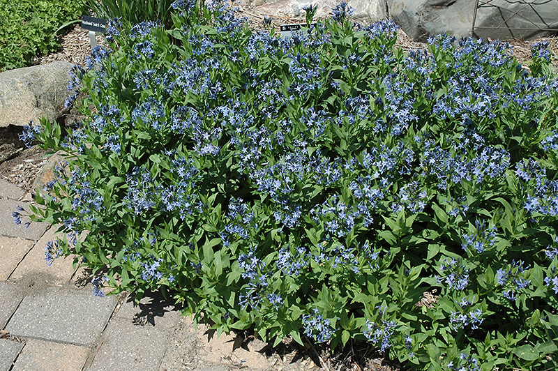 Blue Ice Star Flower (Amsonia tabernaemontana 'Blue Ice') at Heritage Farm & Garden
