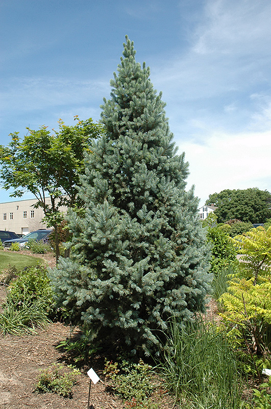 Upright Colorado Spruce (Picea pungens 'Fastigiata') at Heritage Farm & Garden