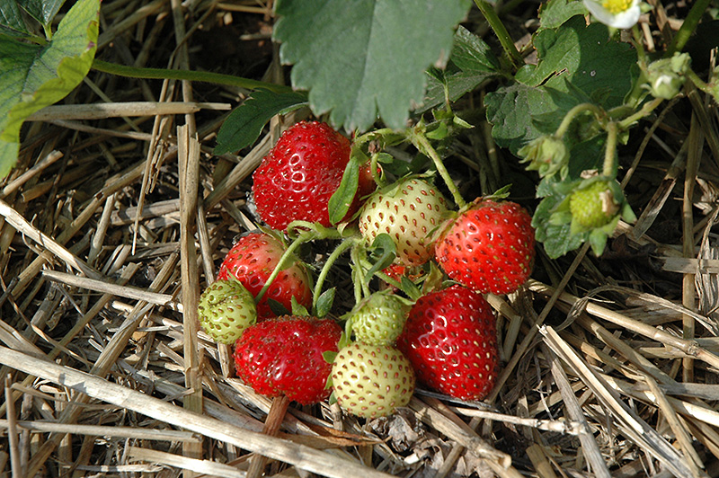 Everbearing Strawberry (Fragaria 'Everbearing') at Heritage Farm & Garden