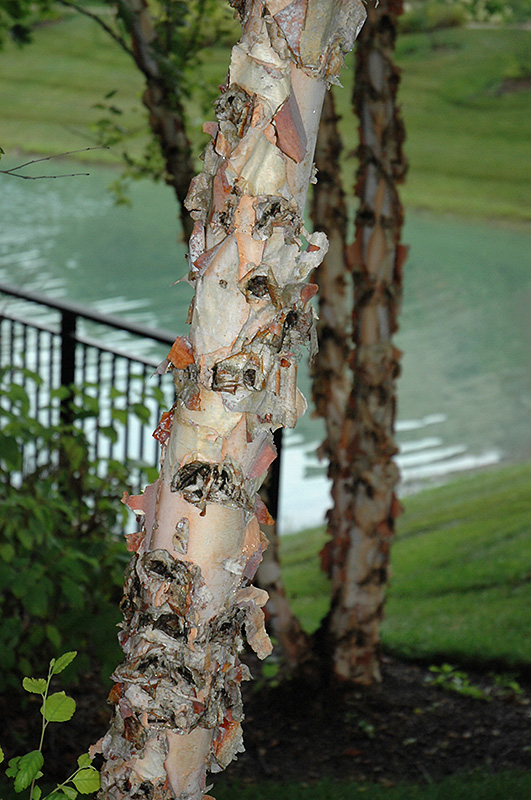 River Birch (Betula nigra) at Heritage Farm & Garden