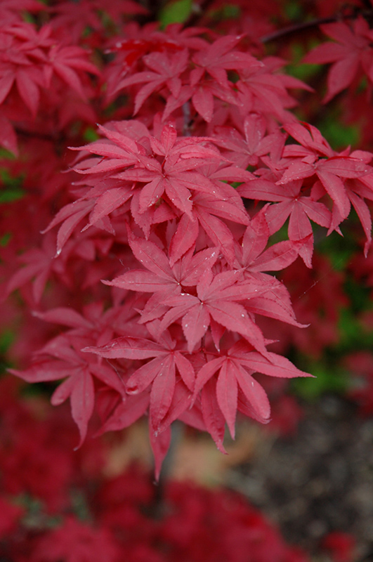 Twombly's Red Sentinel Japanese Maple (Acer palmatum 'Twombly's Red Sentinel') at Heritage Farm & Garden