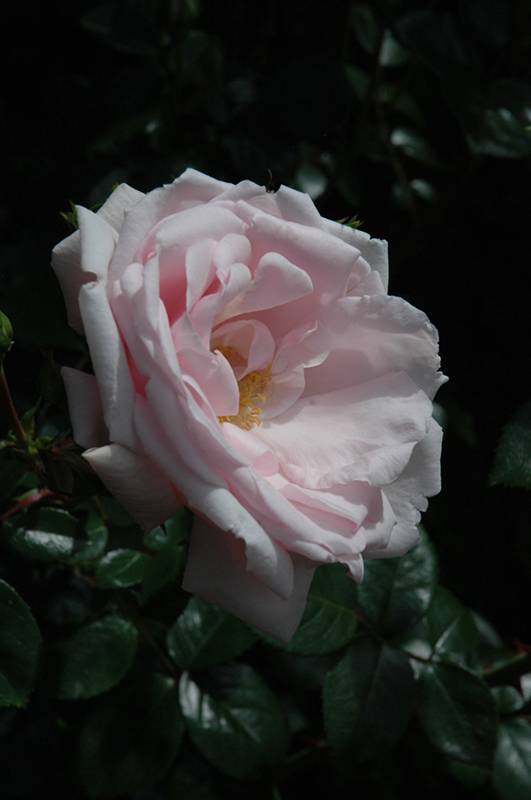 New Dawn Rose (Rosa 'New Dawn') at Heritage Farm & Garden