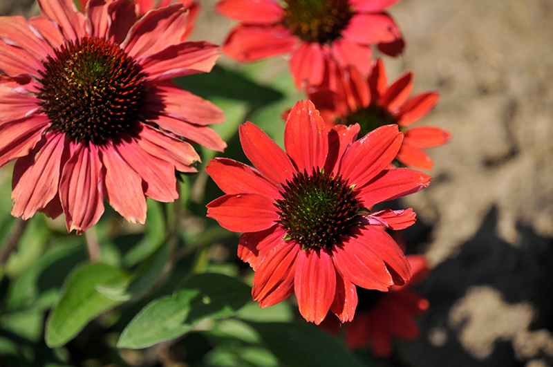 Color Coded Frankly Scarlet Coneflower (Echinacea 'Frankly Scarlet') at Heritage Farm & Garden
