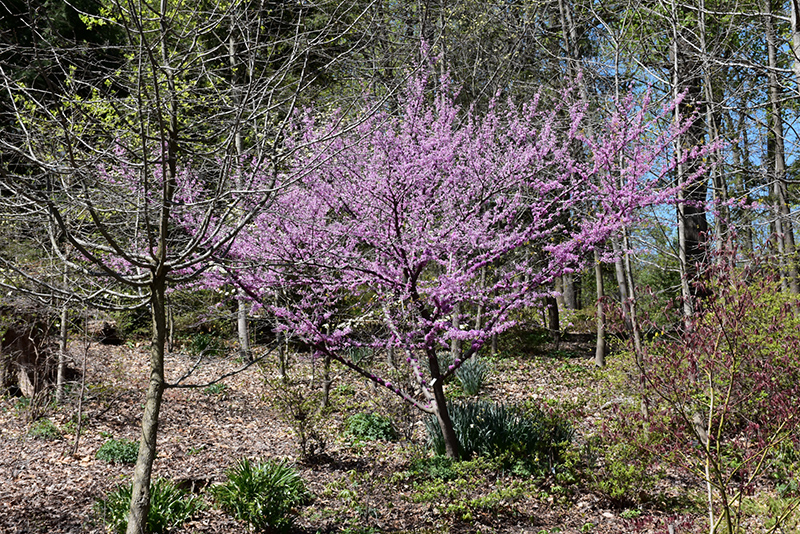 Hearts of Gold Redbud (Cercis canadensis 'Hearts of Gold') at Heritage Farm & Garden