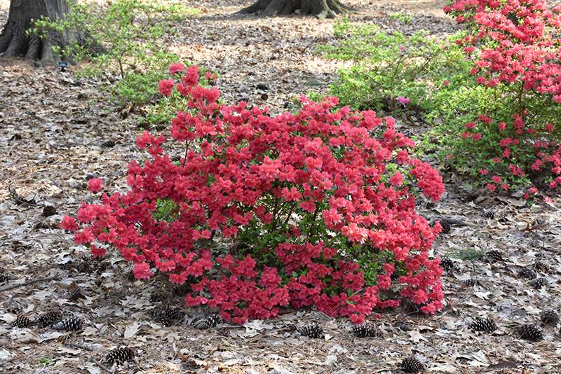 Girard's Crimson Azalea (Rhododendron 'Girard's Crimson') at Heritage Farm & Garden