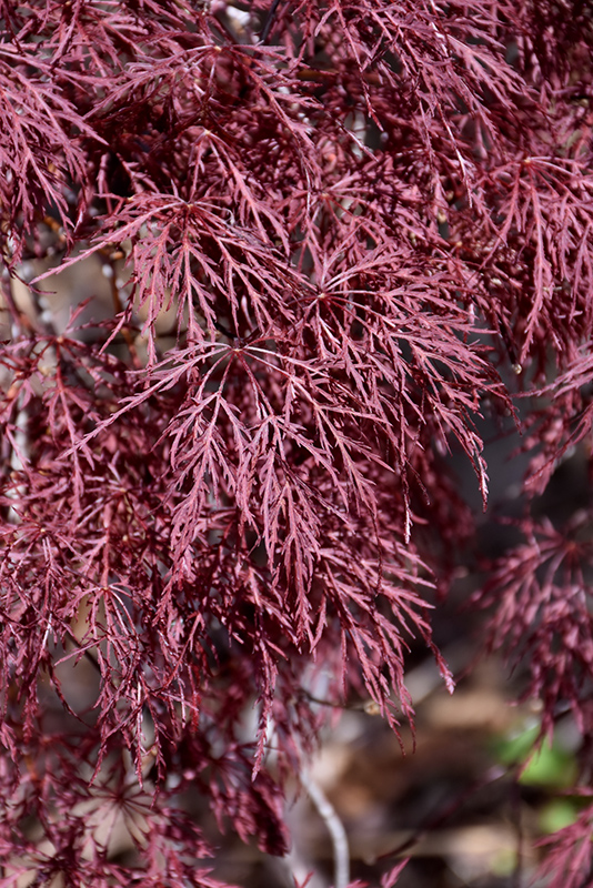 Red Filigree Lace Japanese Maple (Acer palmatum 'Red Filigree Lace') at Heritage Farm & Garden