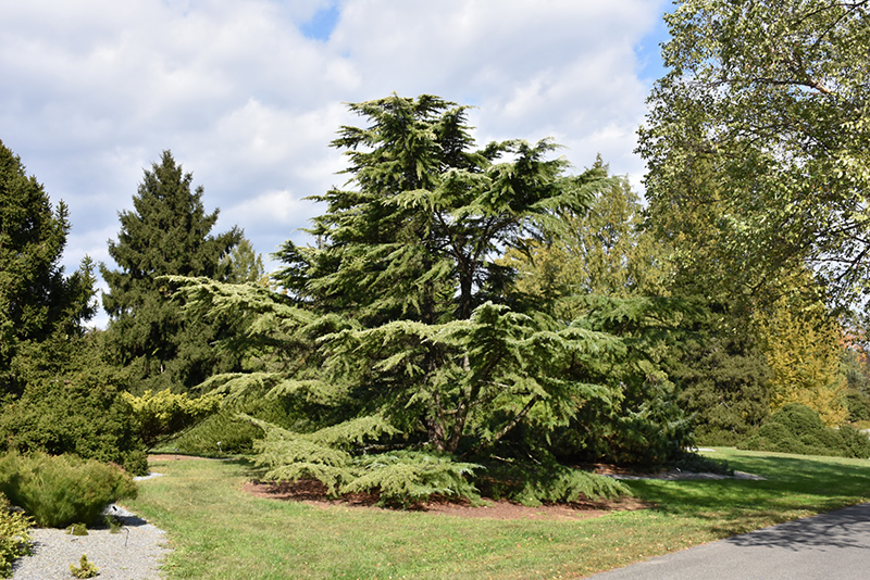 Golden Deodar Cedar (Cedrus deodara 'Aurea') at Heritage Farm & Garden