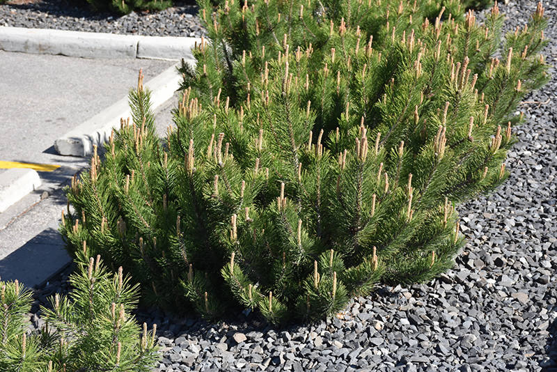 Dwarf Mugo Pine (Pinus mugo var. pumilio) at Heritage Farm & Garden